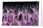 soft coral polyp and a shrimp by Anonymous
