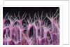soft coral polyp and a shrimp by Anonymous