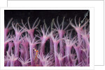 soft coral polyp and a shrimp by Anonymous