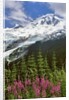 Fireweed flowers below Mt. Baker by Anonymous