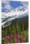 Fireweed flowers below Mt. Baker by Anonymous