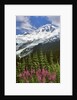 Fireweed flowers below Mt. Baker by Anonymous