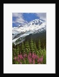 Fireweed flowers below Mt. Baker by Anonymous