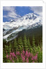 Fireweed flowers below Mt. Baker by Anonymous