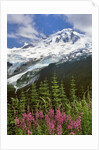 Fireweed flowers below Mt. Baker by Anonymous