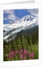 Fireweed flowers below Mt. Baker by Anonymous