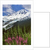 Fireweed flowers below Mt. Baker by Anonymous