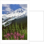 Fireweed flowers below Mt. Baker by Anonymous