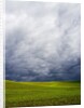 Spring Field of Peas With Storm Coming by Anonymous