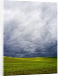 Spring Field of Peas With Storm Coming by Anonymous