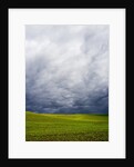 Spring Field of Peas With Storm Coming by Anonymous