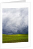 Spring Field of Peas With Storm Coming by Anonymous