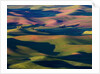 Rolling Green Hills of Spring Wheat by Anonymous