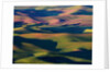 Rolling Green Hills of Spring Wheat by Anonymous