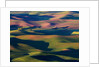 Rolling Green Hills of Spring Wheat by Anonymous