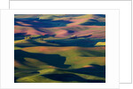 Rolling Green Hills of Spring Wheat by Anonymous
