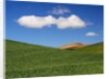 Spring Wheat Field and Clouds by Anonymous