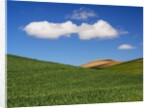 Spring Wheat Field and Clouds by Anonymous