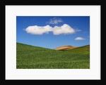 Spring Wheat Field and Clouds by Anonymous