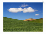 Spring Wheat Field and Clouds by Anonymous