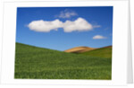 Spring Wheat Field and Clouds by Anonymous