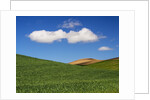 Spring Wheat Field and Clouds by Anonymous