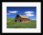 Old Red Barn in a Field of Spring Wheat by Anonymous