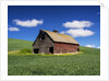 Old Red Barn in a Field of Spring Wheat by Anonymous