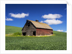 Old Red Barn in a Field of Spring Wheat by Anonymous