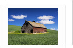 Old Red Barn in a Field of Spring Wheat by Anonymous