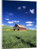 Old Red Barn in a Field of Spring Wheat by Anonymous