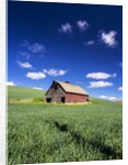 Old Red Barn in a Field of Spring Wheat by Anonymous