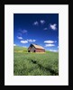 Old Red Barn in a Field of Spring Wheat by Anonymous