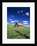 Old Red Barn in a Field of Spring Wheat by Anonymous