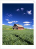 Old Red Barn in a Field of Spring Wheat by Anonymous