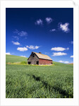 Old Red Barn in a Field of Spring Wheat by Anonymous