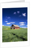 Old Red Barn in a Field of Spring Wheat by Anonymous