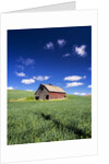 Old Red Barn in a Field of Spring Wheat by Anonymous