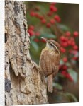 Carolina Wren by Anonymous