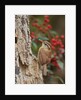 Carolina Wren by Anonymous