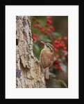 Carolina Wren by Anonymous