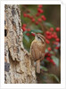 Carolina Wren by Anonymous