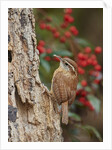 Carolina Wren by Anonymous