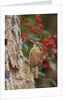 Carolina Wren by Anonymous