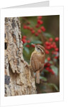 Carolina Wren by Anonymous