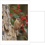 Carolina Wren by Anonymous