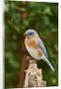 Eastern Bluebird by Anonymous