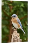Eastern Bluebird by Anonymous