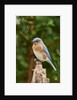 Eastern Bluebird by Anonymous
