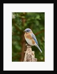 Eastern Bluebird by Anonymous